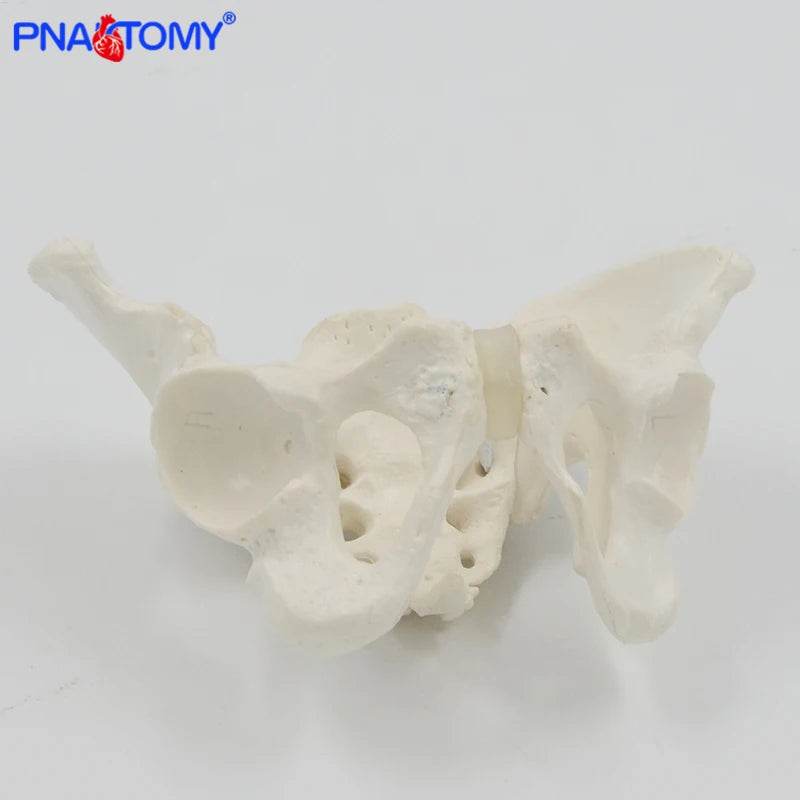 Mini Pelvis Model Human Skeleton Specimen Hip Skeleton Anatomy Medical Tool School Used 1:2 Pubis - ToylandEU