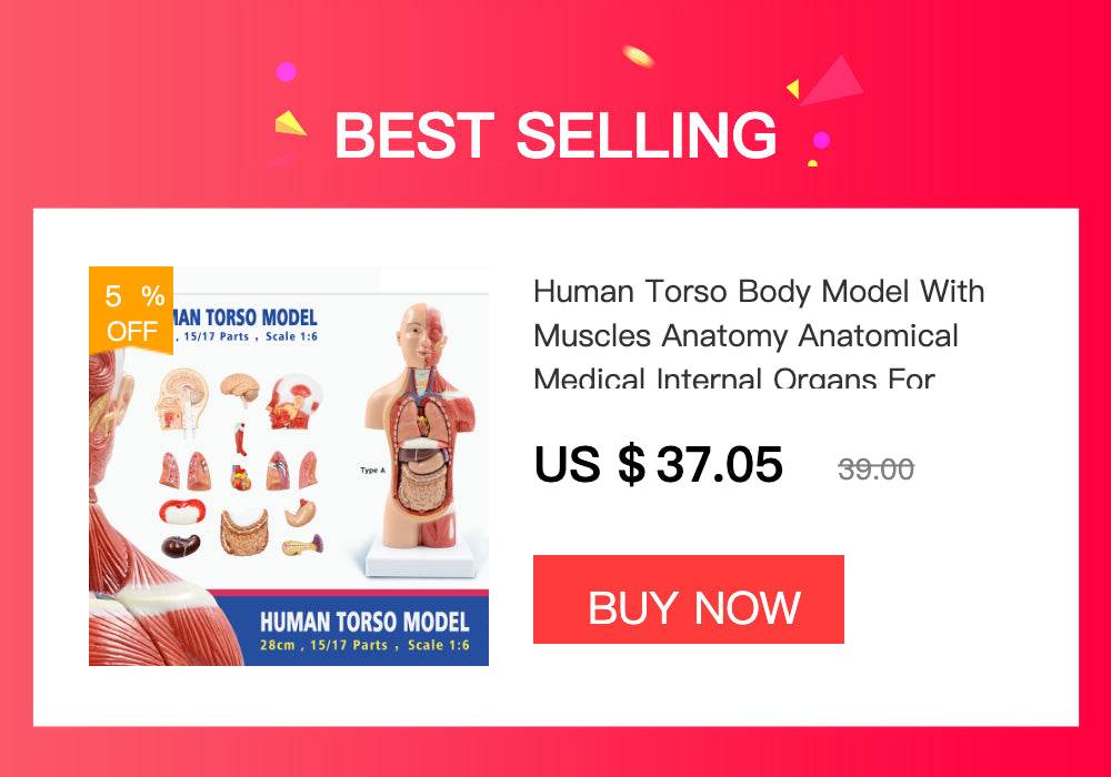 Mini Pelvis Model Human Skeleton Specimen Hip Skeleton Anatomy Medical Tool School Used 1:2 Pubis - ToylandEU