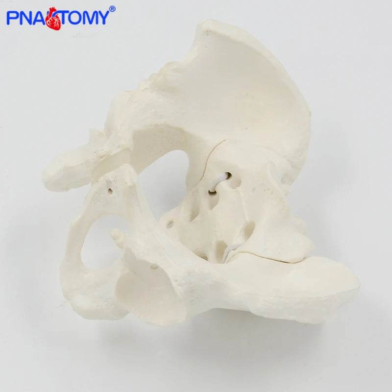 Mini Pelvis Model Human Skeleton Specimen Hip Skeleton Anatomy Medical Tool School Used 1:2 Pubis - ToylandEU