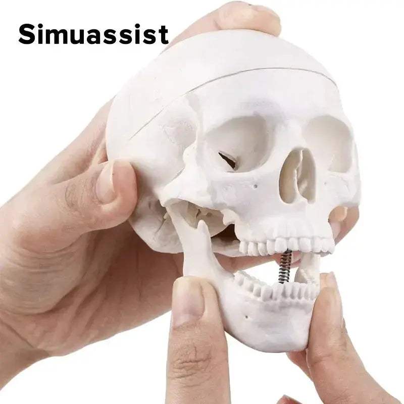 Mini Skull Anatomical Head Model Detachable For Medical Teaching - ToylandEU