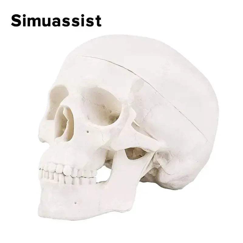 Mini Skull Anatomical Head Model Detachable For Medical Teaching - ToylandEU