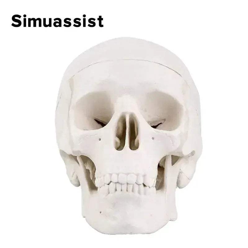 Mini Skull Anatomical Head Model Detachable For Medical Teaching - ToylandEU