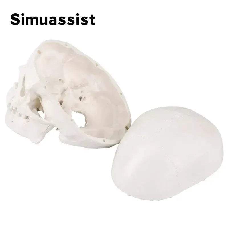 Mini Skull Anatomical Head Model Detachable For Medical Teaching - ToylandEU