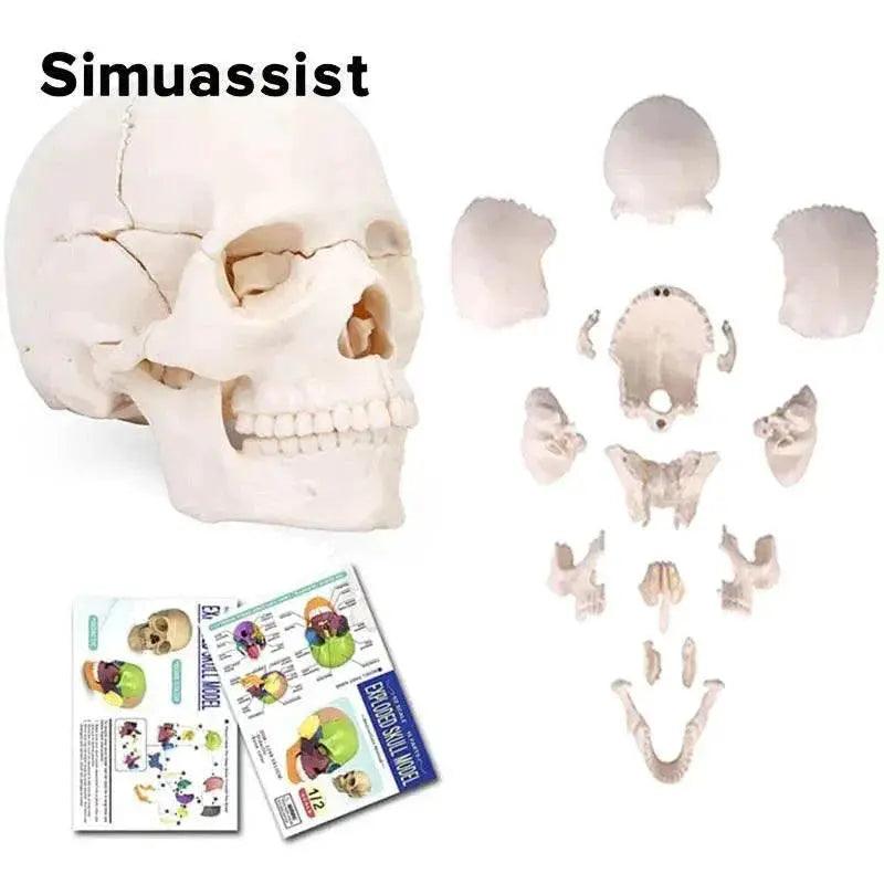  15PCS/SET 4D Disassembled White Mini Skull Anatomy Model Human Anatomy Detachable Skull Puzzle Medical Teaching Tool -  ToylandEU™