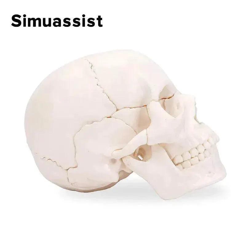  15PCS/SET 4D Disassembled White Mini Skull Anatomy Model Human Anatomy Detachable Skull Puzzle Medical Teaching Tool -  ToylandEU™