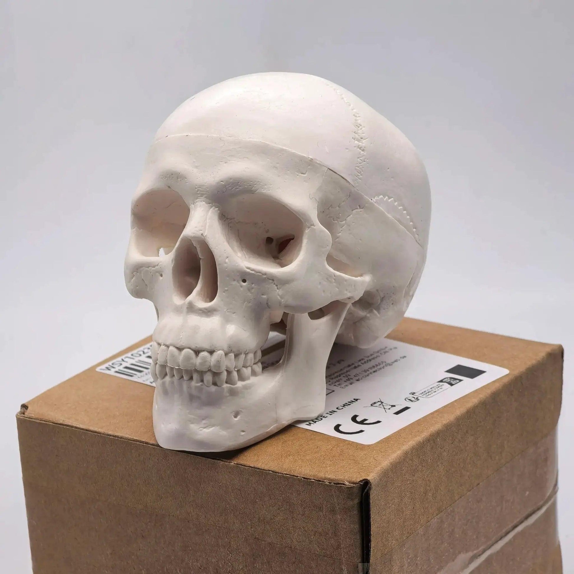  Miniature Human Skull Model Dental Training Detailed Medical -  ToylandEU™