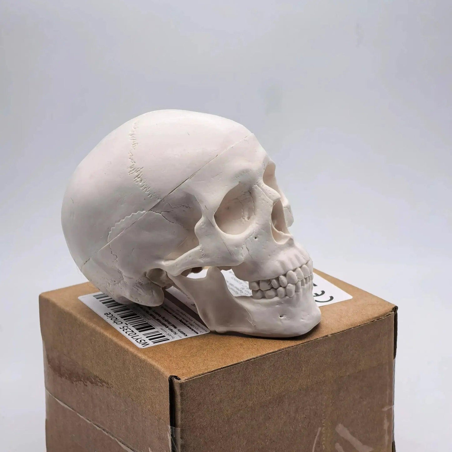  Miniature Human Skull Model Dental Training Detailed Medical -  ToylandEU™