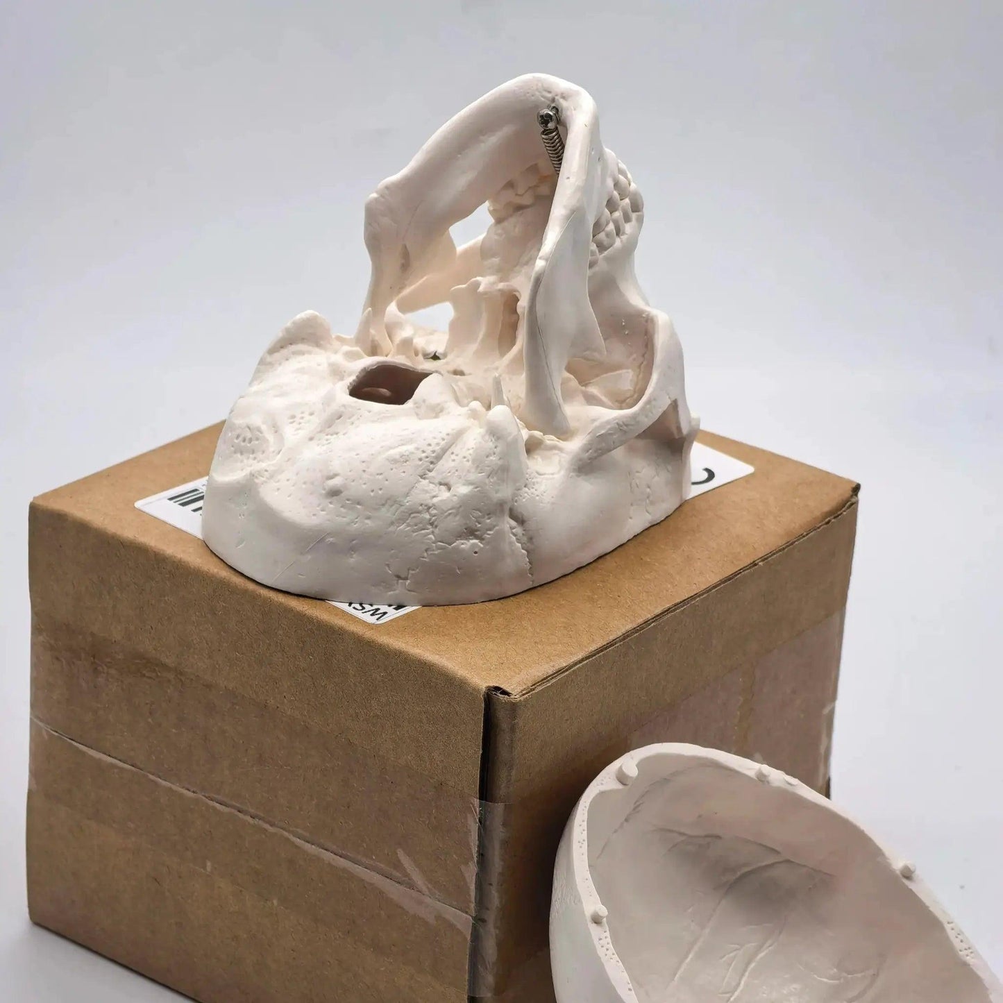  Miniature Human Skull Model Dental Training Detailed Medical -  ToylandEU™