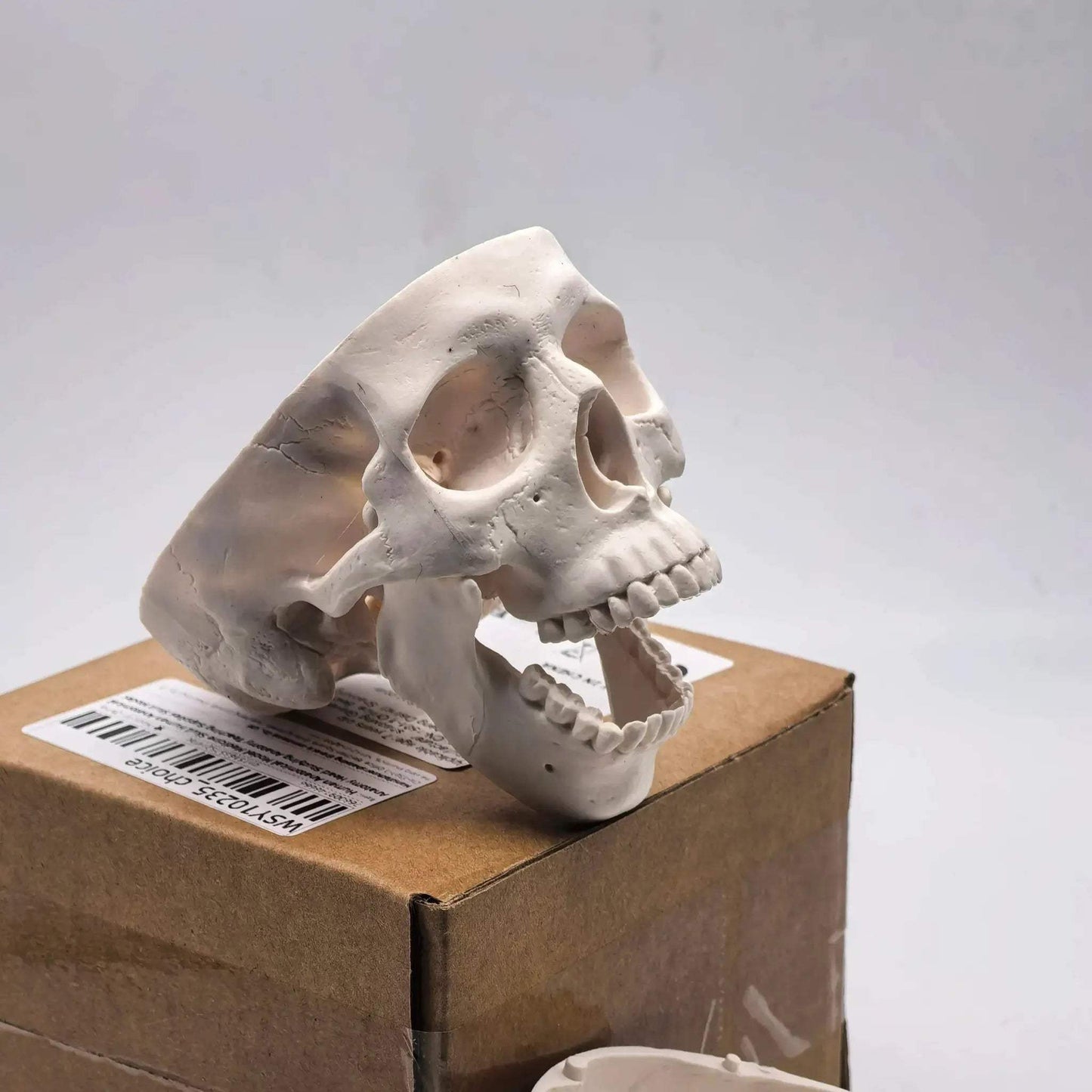 Miniature Human Skull Model Medical Education And Dental Training - ToylandEU