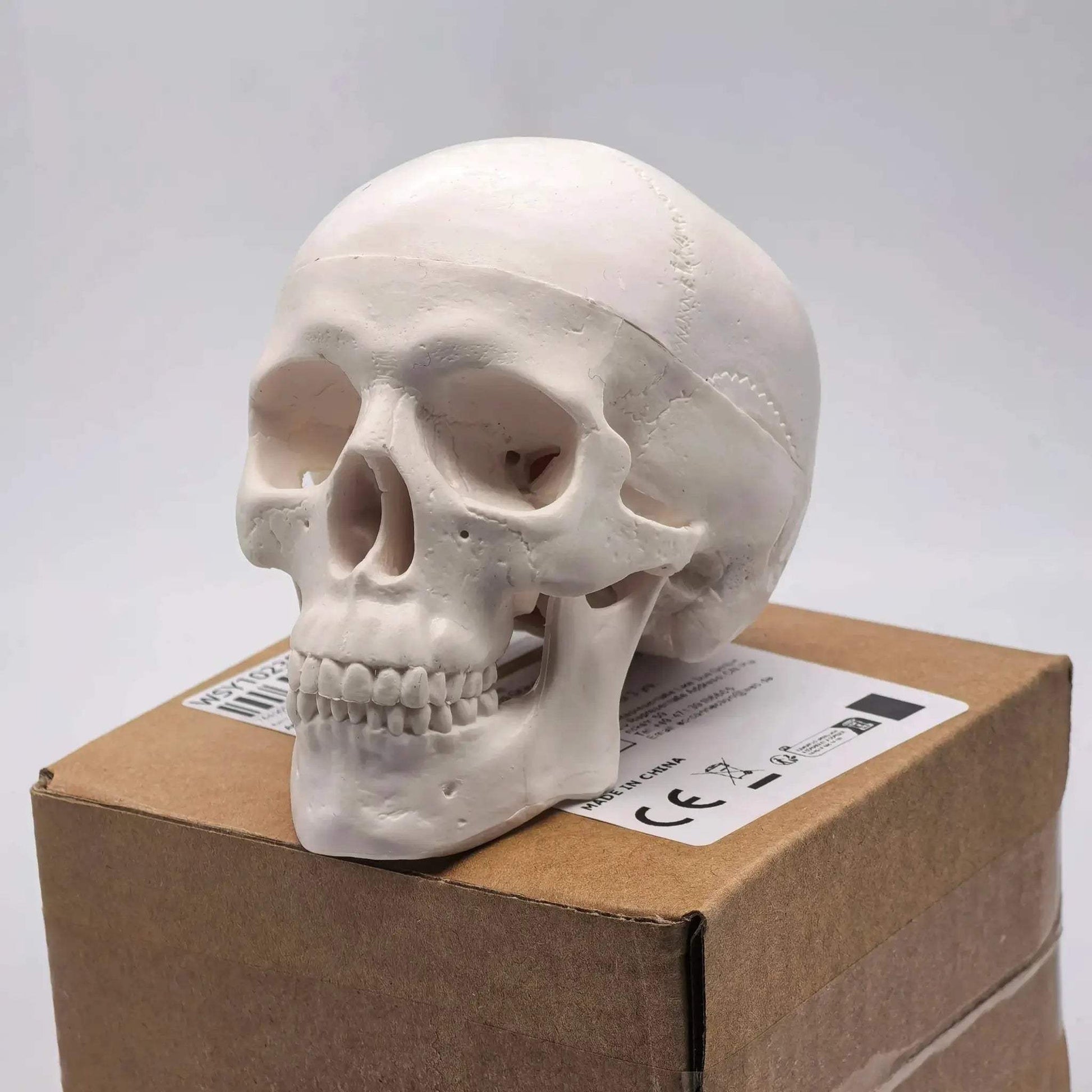 Miniature Human Skull Model Medical Education And Dental Training - ToylandEU