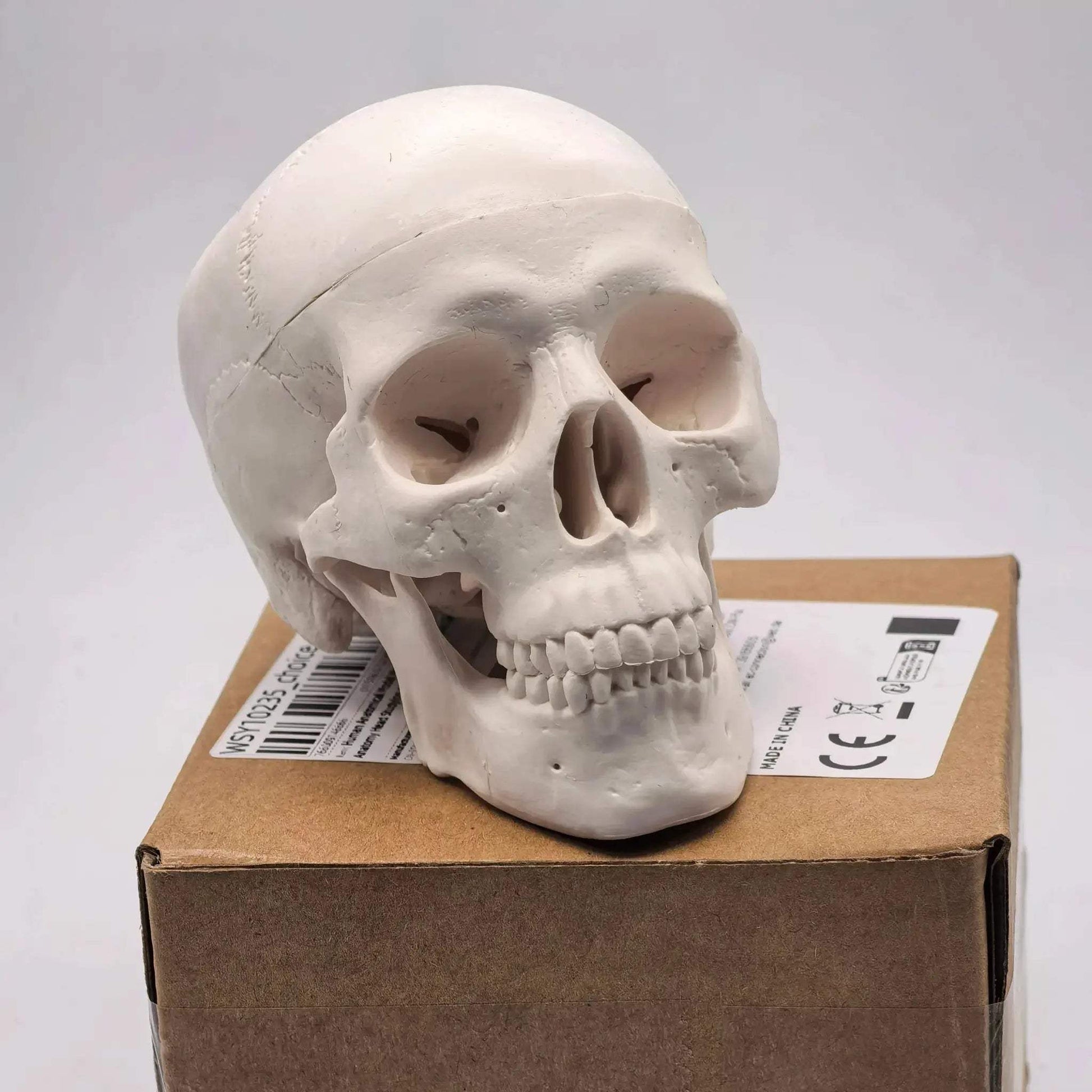 Miniature Human Skull Model Medical Education And Dental Training - ToylandEU