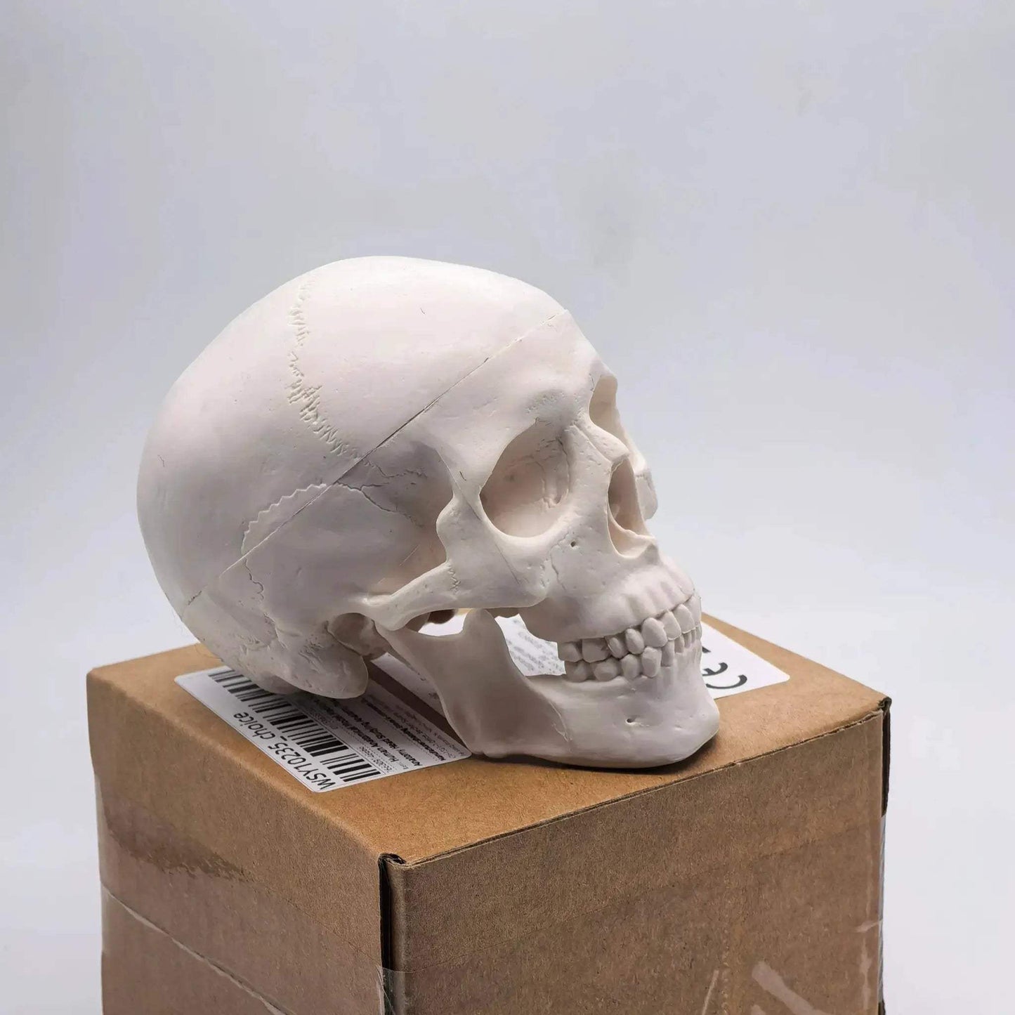 Miniature Human Skull Model Medical Education And Dental Training - ToylandEU