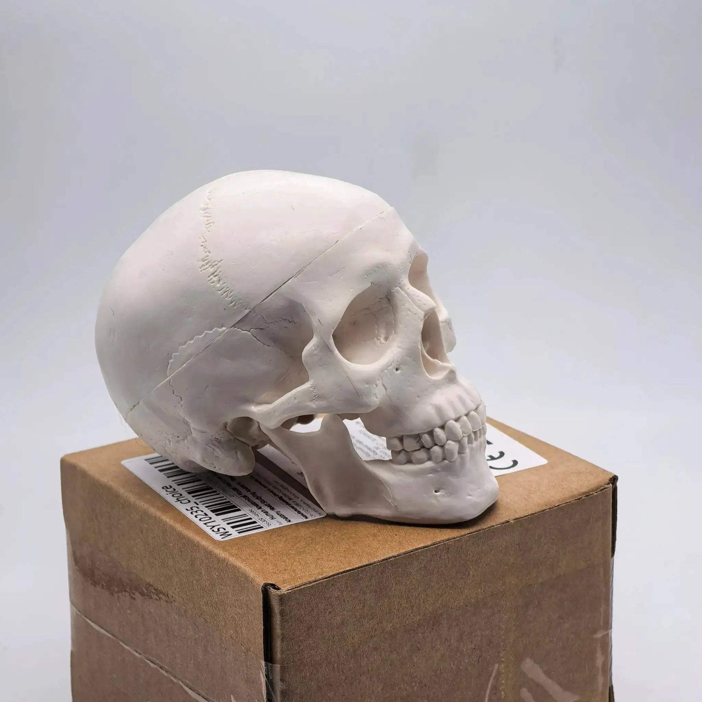 Miniature Human Skull Model Medical Education And Dental Training - ToylandEU