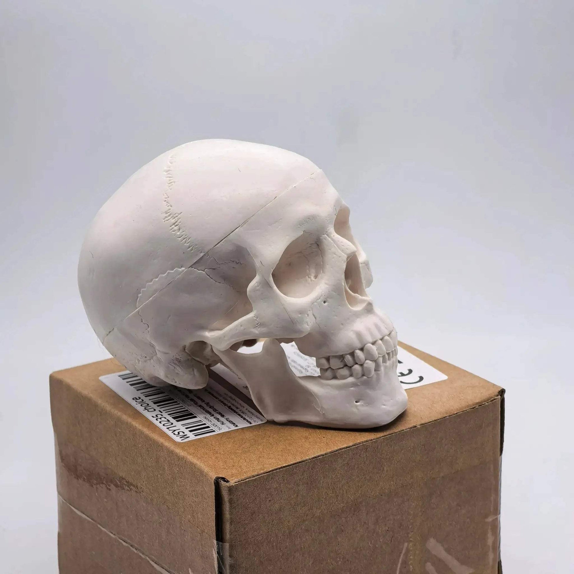 Miniature Human Skull Model Medical Education And Dental Training - ToylandEU