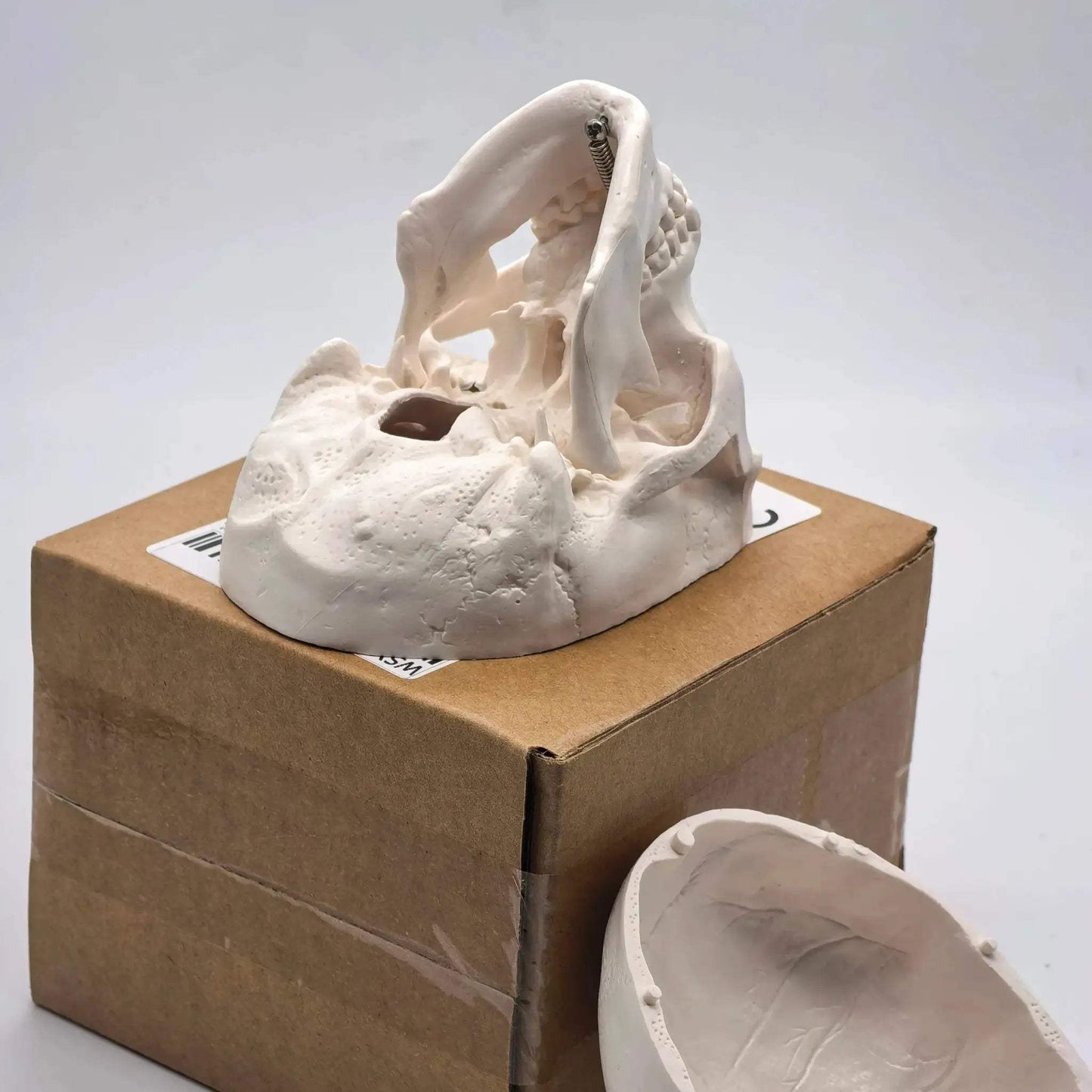 Miniature Human Skull Model Medical Education And Dental Training - ToylandEU