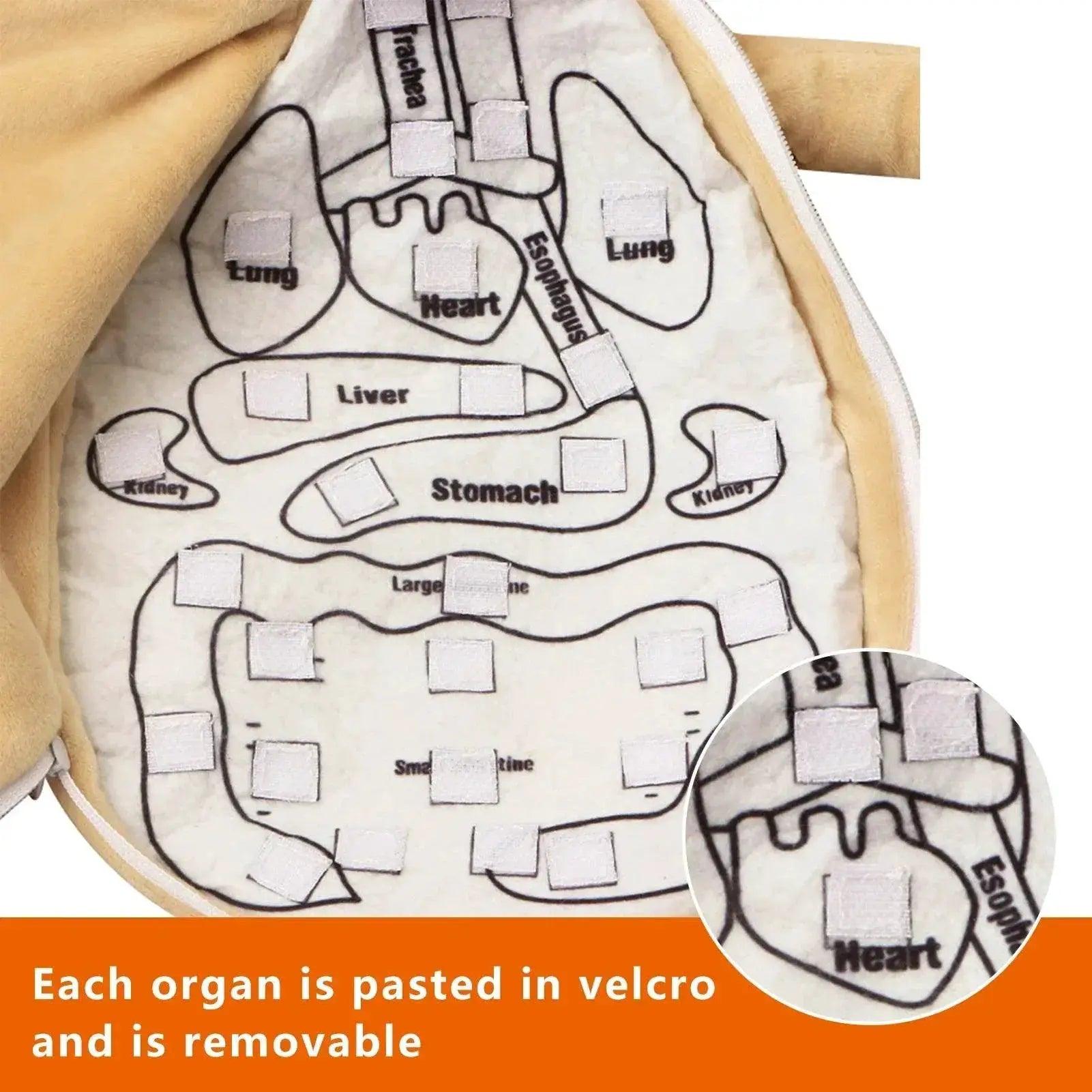  Montessori 3D Human Anatomy Puzzle for Toddlers -  ToylandEU™