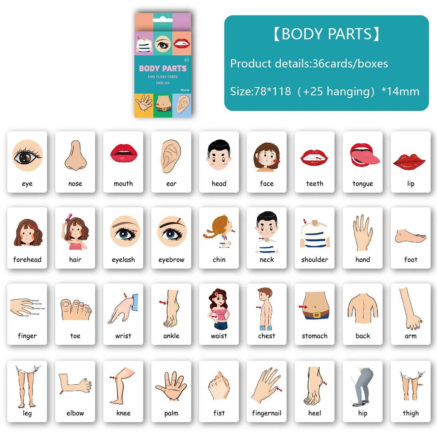 Montessori Alphabet Flashcards for Kids 3-14 Years 36 Cards 8 Themes Educational Toys Reading Writing - ToylandEU