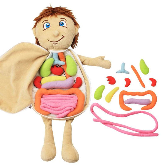 Educational Anatomy Plush Toy Kit Montessori For Preschool - ToylandEU