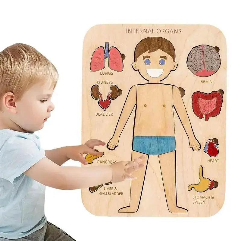  Montessori Human Body Anatomy Puzzle Wooden Toy 0-3 -  ToylandEU™