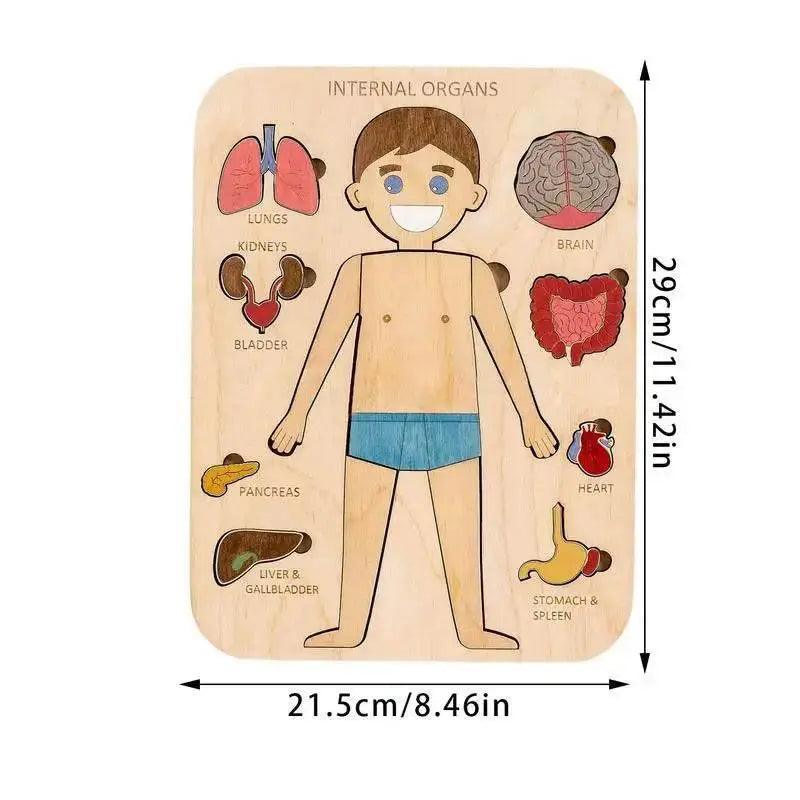  Montessori Human Body Anatomy Puzzle Wooden Toy 0-3 -  ToylandEU™