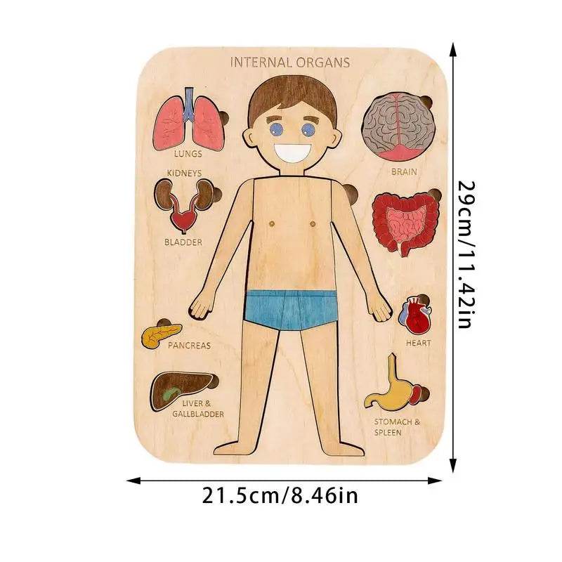Interactive Montessori Human Body Anatomy Puzzle - Fun Learning Toy - ToylandEU