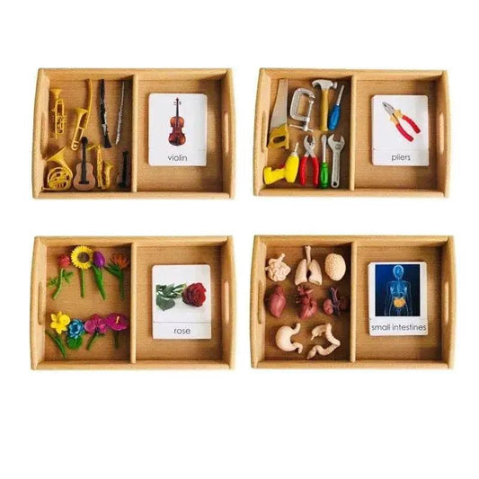  Montessori Language Models Of Human Organs 3-Part Cards Kit -  ToylandEU™