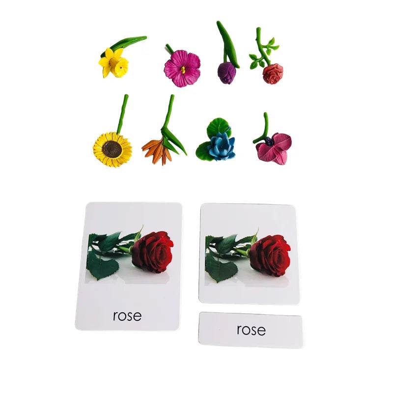 Montessori Language Materials Models of Human Organ Handware Tool Instrument Flower W 3-Part Cards Kids Learning Resources - ToylandEU