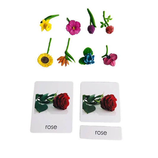 Montessori Language Materials Models of Human Organ Handware Tool Instrument Flower W 3-Part Cards Kids Learning Resources - ToylandEU