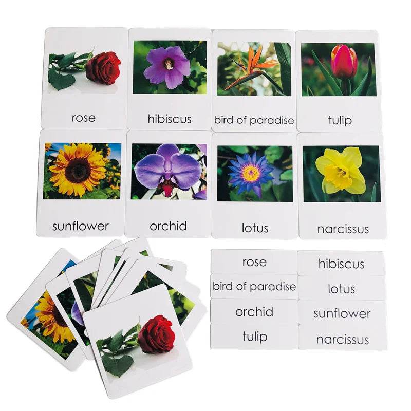 Montessori Language Materials Models of Human Organ Handware Tool Instrument Flower W 3-Part Cards Kids Learning Resources - ToylandEU