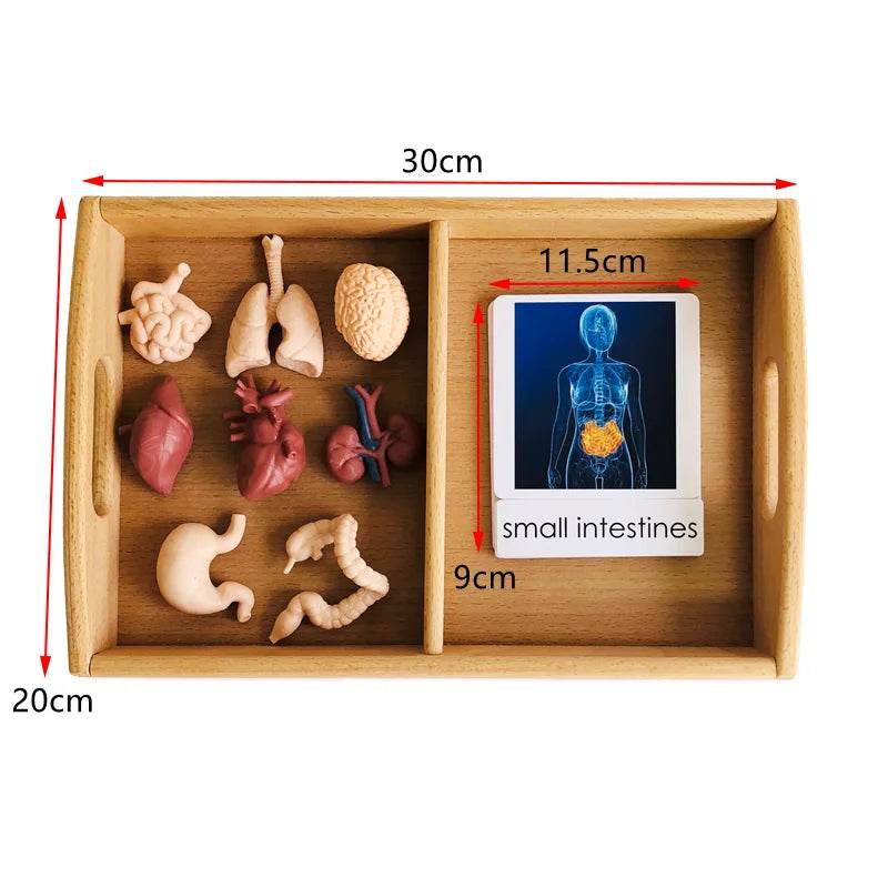 Montessori Language Materials Models of Human Organ Handware Tool Instrument Flower W 3-Part Cards Kids Learning Resources - ToylandEU