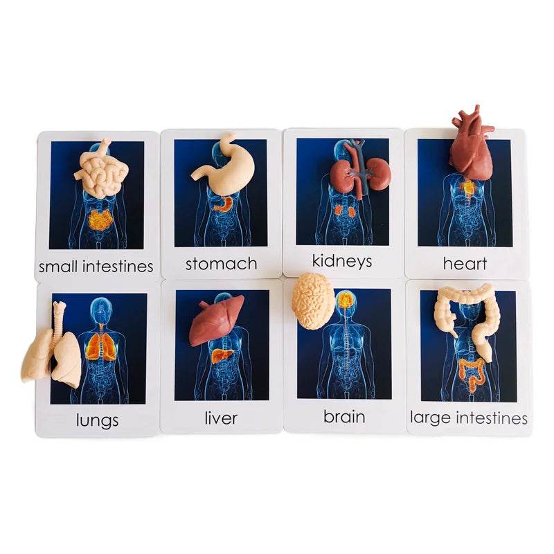 Montessori Language Materials Models of Human Organ Handware Tool Instrument Flower W 3-Part Cards Kids Learning Resources - ToylandEU