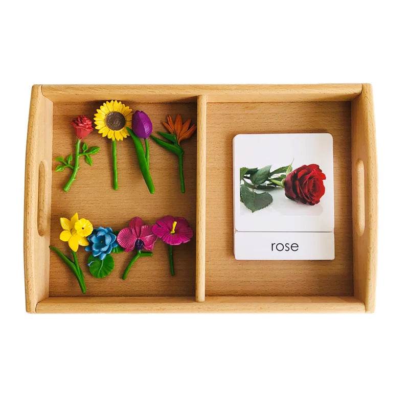 Montessori Language Materials Models of Human Organ Handware Tool Instrument Flower W 3-Part Cards Kids Learning Resources - ToylandEU