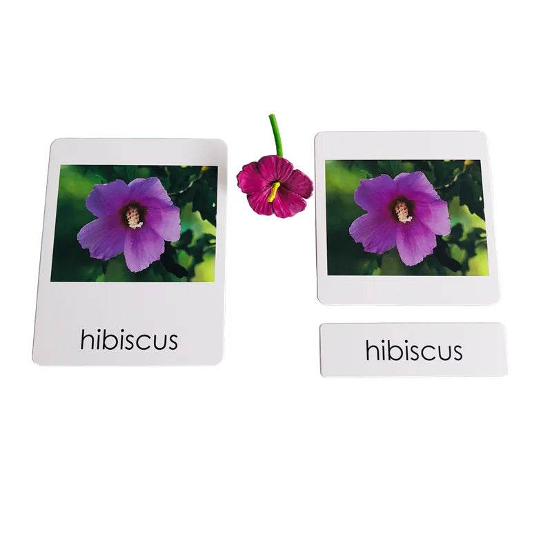 Montessori Language Materials Models of Human Organ Handware Tool Instrument Flower W 3-Part Cards Kids Learning Resources - ToylandEU