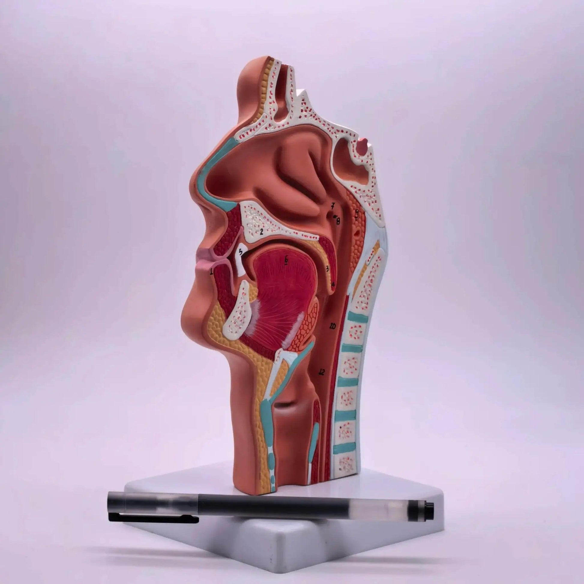  Nasal Cavity Anatomical Model Life Size PVC -  ToylandEU™