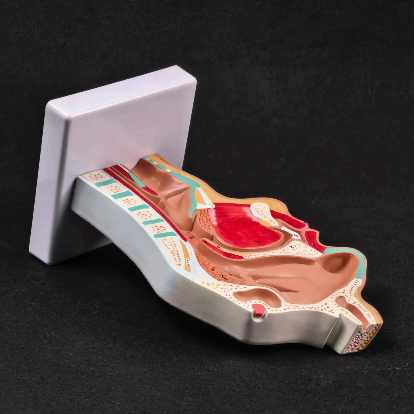  Nasal Cavity Anatomical Model Life Size PVC -  ToylandEU™