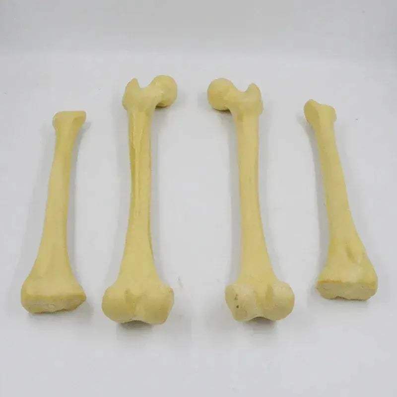 One To One Human Skeleton Anatomy Model For Medical Teaching - ToylandEU