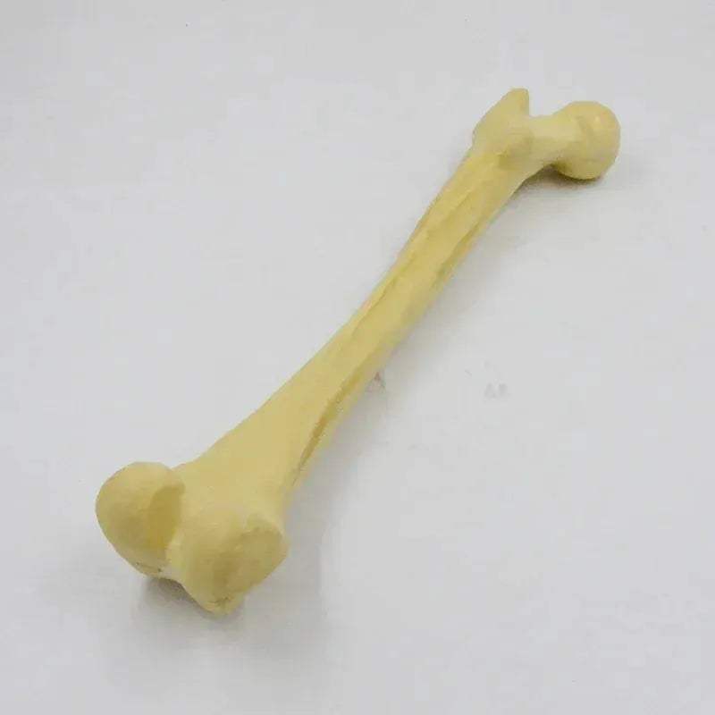 One To One Human Skeleton Anatomy Model For Medical Teaching - ToylandEU