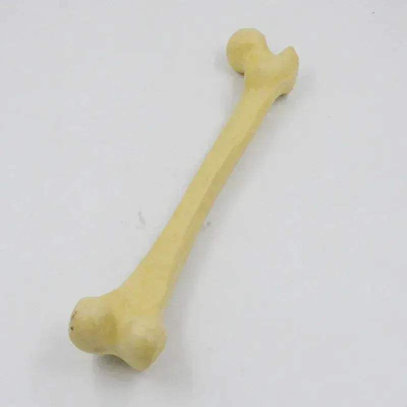 One To One Human Skeleton Anatomy Model For Medical Teaching - ToylandEU