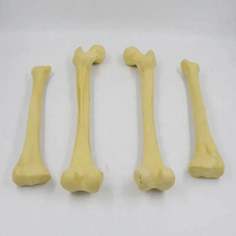 One To One Human Skeleton Anatomy Model for Teaching -  ToylandEU™
