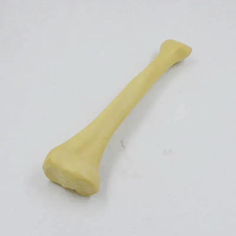  One To One Human Skeleton Anatomy Model for Teaching -  ToylandEU™