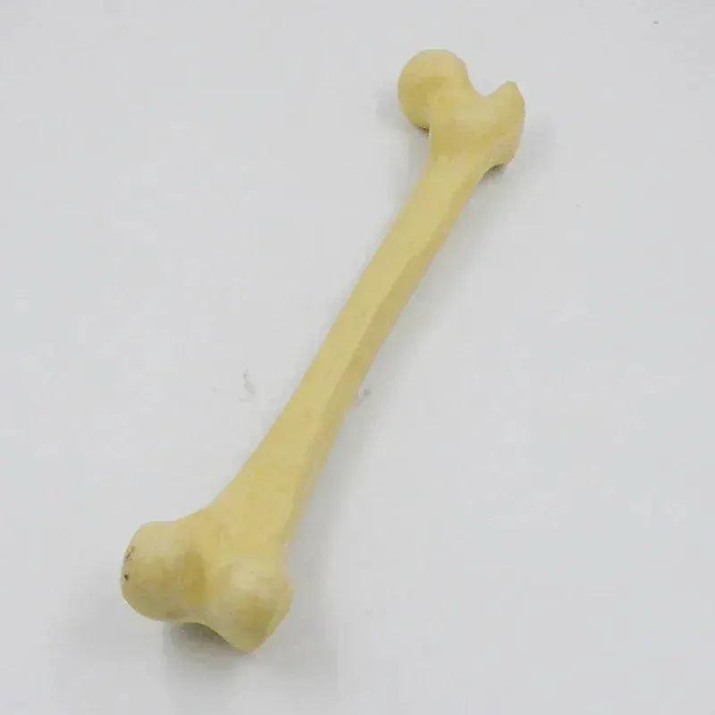  One To One Human Skeleton Anatomy Model for Teaching -  ToylandEU™