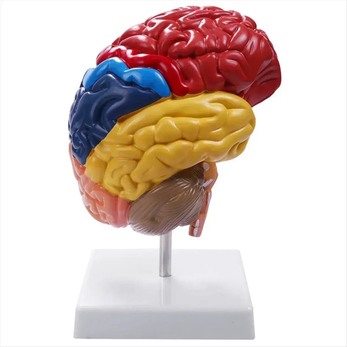 One To One Scale Brain Brainstem Anatomical Model For Teaching - ToylandEU