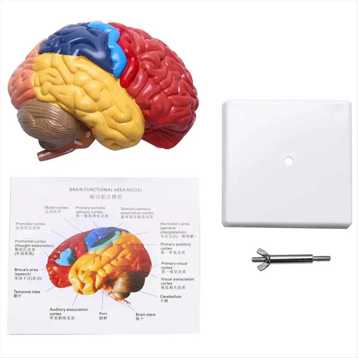 One To One Scale Brain Brainstem Anatomical Model For Teaching - ToylandEU