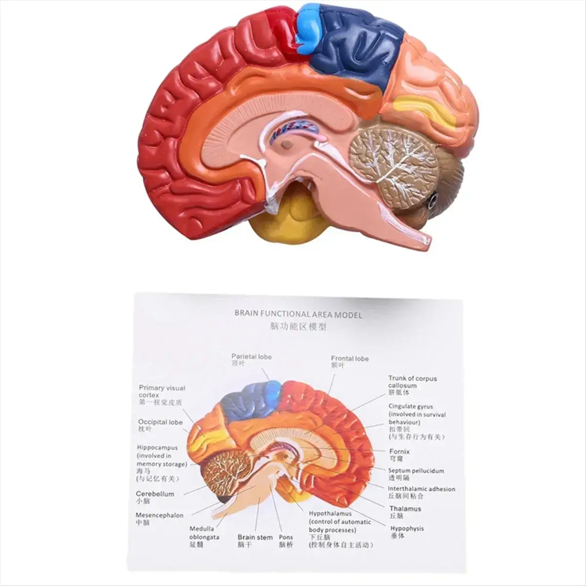 One To One Scale Brain Brainstem Anatomical Model For Teaching - ToylandEU