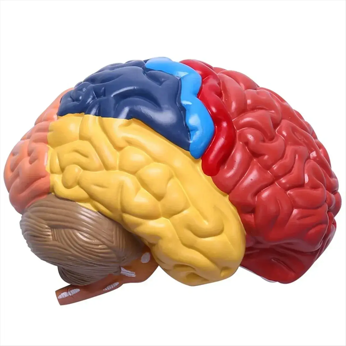 One To One Scale Brain Brainstem Anatomical Model For Teaching - ToylandEU