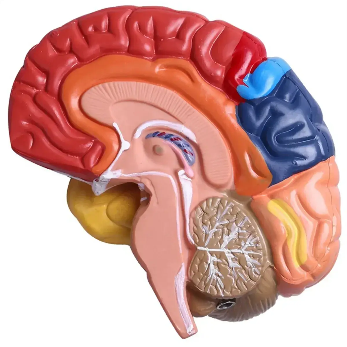 One To One Scale Brain Brainstem Anatomical Model For Teaching - ToylandEU