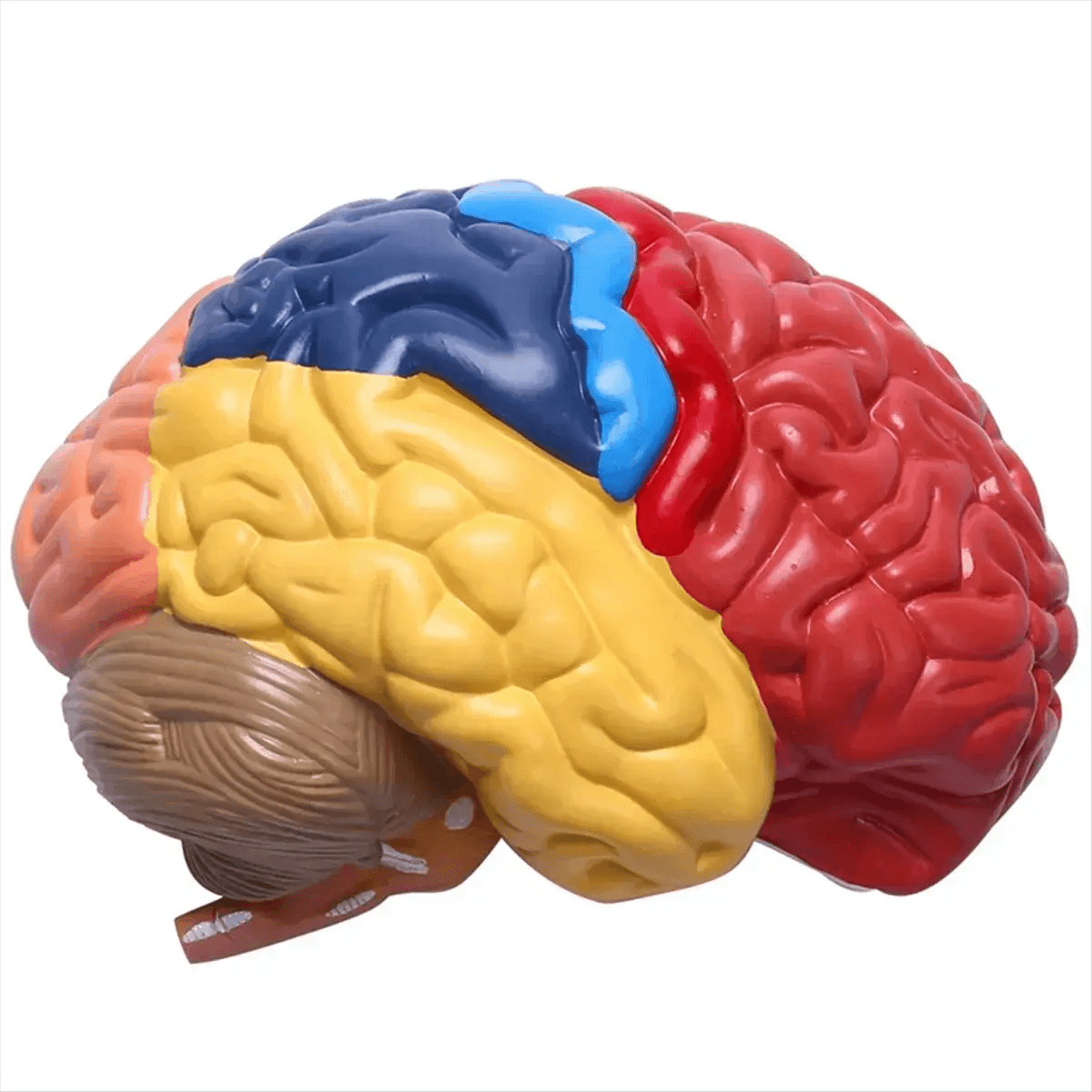  One To One Scale Brain Brainstem Anatomical Model Pro -  ToylandEU™