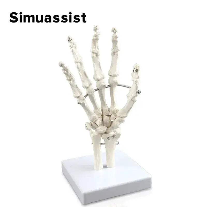 One To One Size Hand Skeleton Model For Medical Teaching - ToylandEU