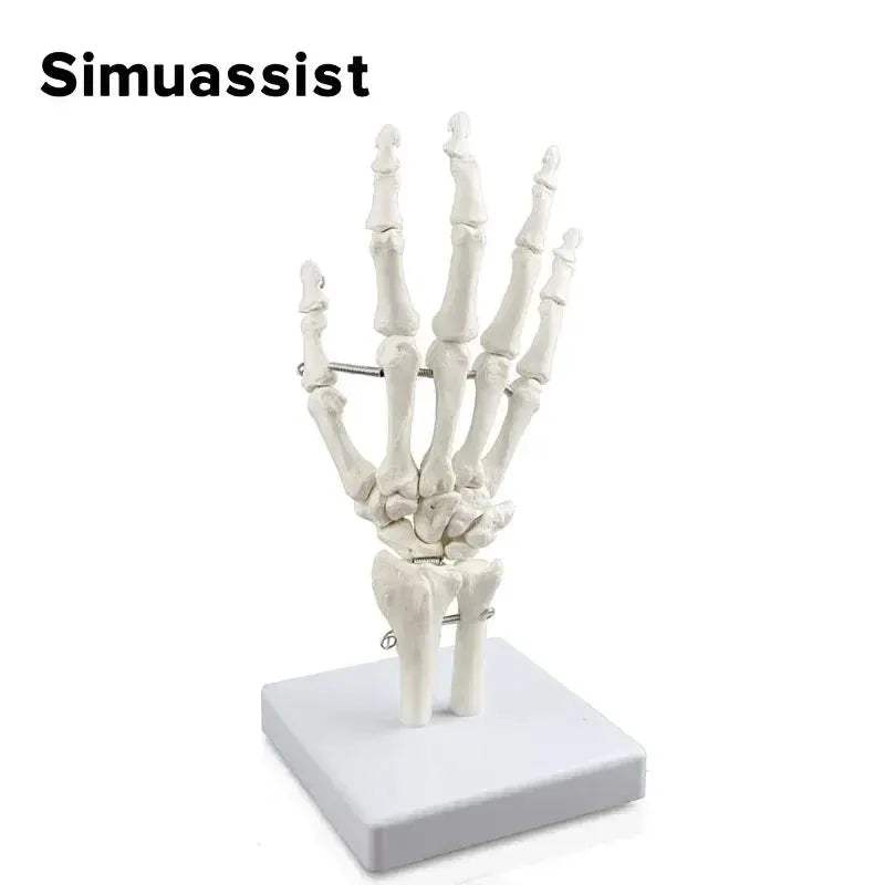 One To One Size Hand Skeleton Model For Medical Teaching - ToylandEU