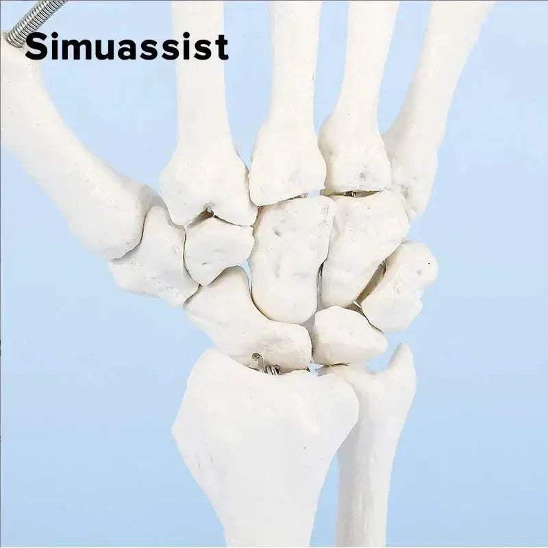 One To One Size Hand Skeleton Model For Medical Teaching - ToylandEU